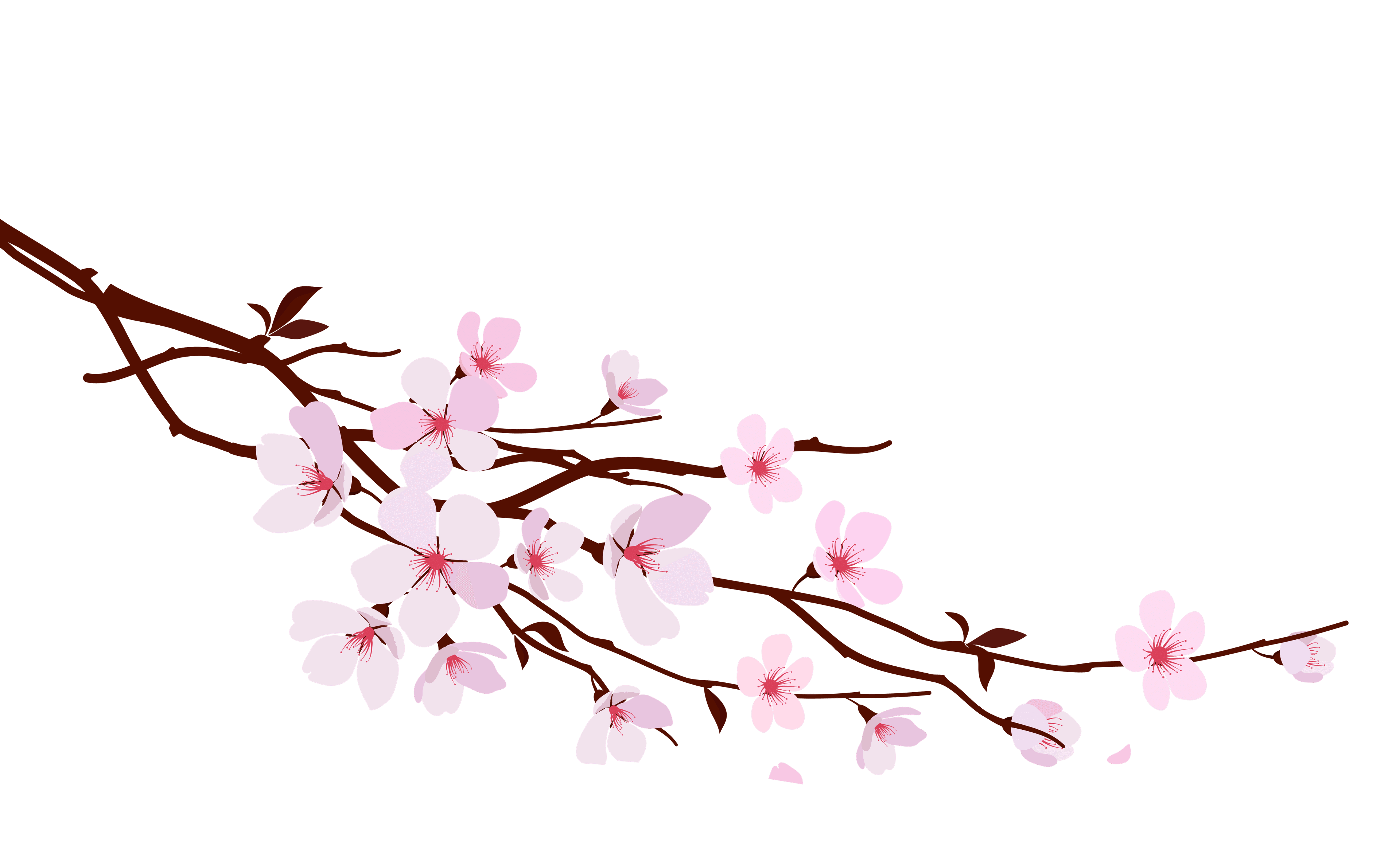 Blossom Branch Graphic